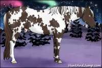 Horse Color:White Spotted Liver Chestnut 