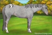 Horse Color:Liver Chestnut Appaloosa 