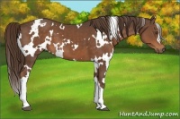 Horse Color:White Spotted Liver Chestnut 
