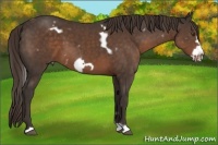 Horse Color:White Spotted Liver Chestnut Frame