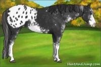 Horse Color:Liver Chestnut Sabino Appaloosa 