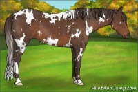 Horse Color:White Spotted Liver Chestnut 