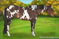 Horse Color:White Spotted Liver Chestnut 
