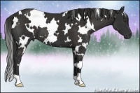 Horse Color:White Spotted Liver Chestnut 