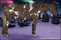 Horse Color:White Spotted Liver Chestnut