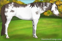 Horse Color:White Spotted Liver Chestnut Sabino Frame Varnish 