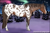 Horse Color:Liver Chestnut Sabino Near Leopard 