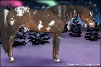 Horse Color:White Spotted Liver Chestnut Sabino Varnish 