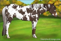 Horse Color:White Spotted Liver Chestnut