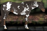 Horse Color:White Spotted Liver Chestnut