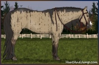 Horse Color:Liver Red Dun Frame 