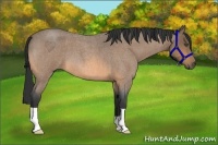 Horse Color:Buckskin Roan 