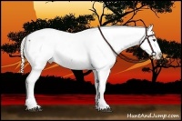 Horse Color:Liver Red Dun Appaloosa and Cremello Appaloosa