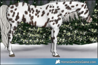 Horse Color:Silver Brown Mushroom Tobiano Appaloosa 