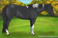 Horse Color:Black Tobiano 