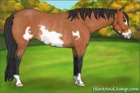 Horse Color:Bay Frame Rabicano 