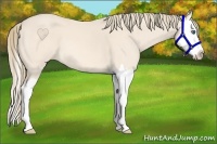 Horse Color:Perlino Roan Splash