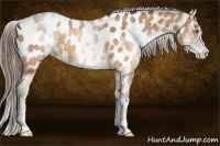 Horse Color:White Spotted Sable Champagne Appaloosa