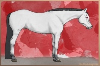 Horse Color:Bay Chinchilla 