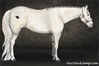Horse Color:Buckskin Roan Pearl Near Leopard  and Palomino Roan Pearl Splash 