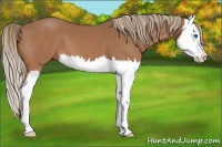 Horse Color:Chestnut Splash