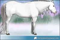 Horse Color:Liver Chestnut Appaloosa 