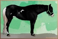 Horse Color:Bay Appaloosa 