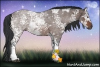 Horse Color:White Spotted Bay Ice 