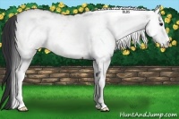 Horse Color:White Spotted Bay 