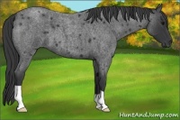 Horse Color:Blue Roan 