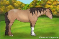 Horse Color:Amber Champagne 