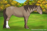 Horse Color:Classic Champagne 