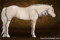 Horse Color:Palomino Pearl Sabino 