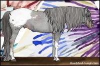 Horse Color:Liver Chestnut Tobiano Appaloosa