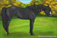 Horse Color:Black Appaloosa