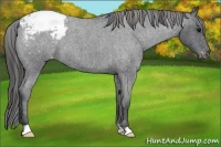 Horse Color:Blue Roan Appaloosa