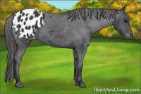 Horse Color:Black Appaloosa