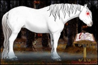 Horse Color:Black Appaloosa  and Black Appaloosa 