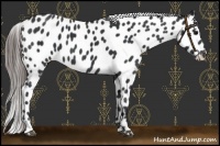 Horse Color:Black Appaloosa 
