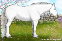 Horse Color:Cremello Sabino Appaloosa and Gray Cremello Sabino Appaloosa