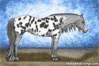 Horse Color:Black Frame Appaloosa 