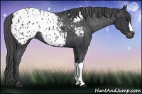 Horse Color:Black Appaloosa 