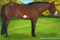 Horse Color:Bay Frame