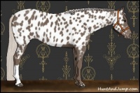 Horse Color:Silver Black Appaloosa 