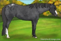 Horse Color:Black Appaloosa