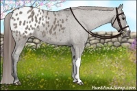 Horse Color:Grullo Varnish 