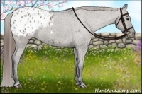 Horse Color:Grullo Appaloosa 