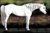 Horse Color:Blue Roan Appaloosa