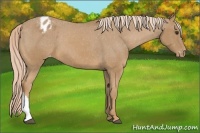 Horse Color:Palomino Varnish