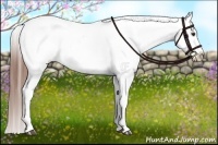 Horse Color:Chestnut Appaloosa